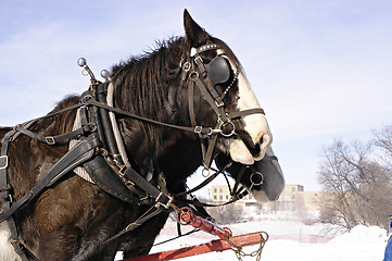 Image showing Sleigh Horses