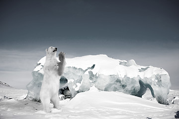 Image showing Polar Bear