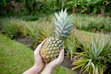 Image showing Fresh Pineapple