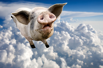 Image showing Flying Pig