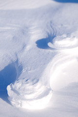 Image showing Polar Bear Track