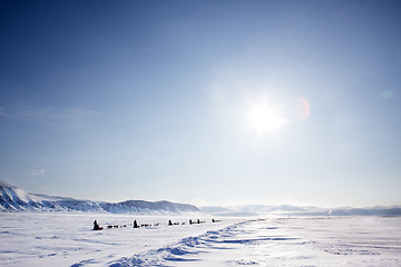 Image showing Dog Sled Expedition