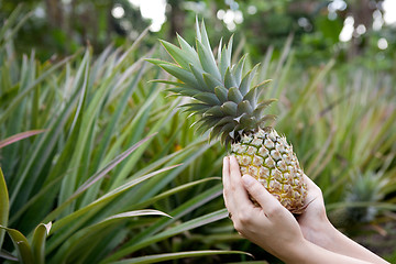 Image showing Fresh Pineapple