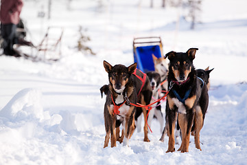 Image showing Dog Sled Team