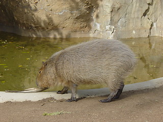 Image showing Animal in San Diego Zoo