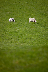 Image showing Mother Sheep
