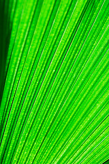 Image showing Leaf Texture