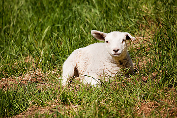 Image showing Resting Sheep