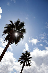 Image showing Palm Tree