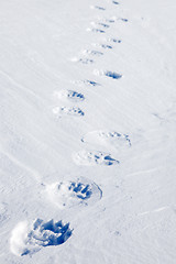 Image showing Polar Bear Tracks