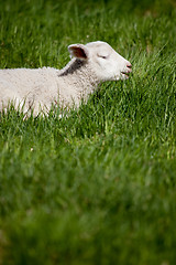 Image showing Lamb Smile