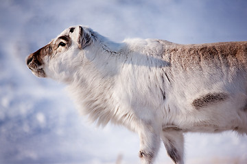 Image showing Reindeer