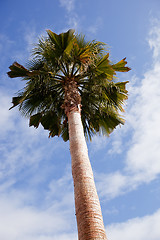 Image showing Palm Tree