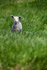 Image showing Lamb