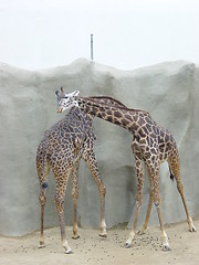 Image showing Giraffe in San Diego Zoo