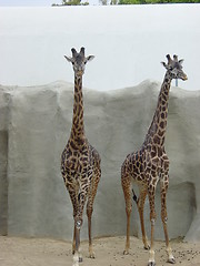 Image showing Giraffe at San Diego Zoo