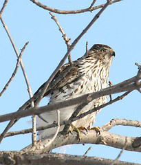 Image showing Hawk