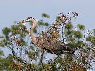 Image showing Tree Top Egret