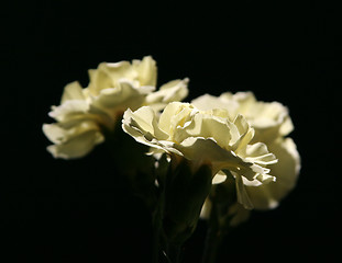 Image showing Yellow Carnations