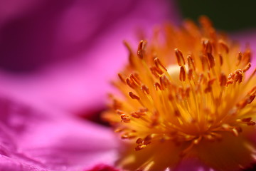 Image showing Pink Rockrose