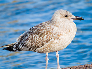 Image showing Young Seagull