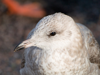 Image showing Young Seagull