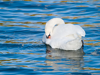 Image showing Swan Cleaning