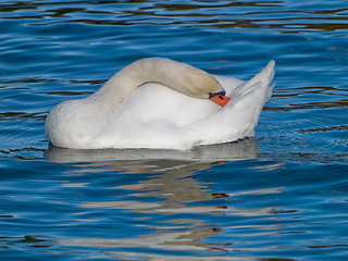Image showing Swan Cleaning