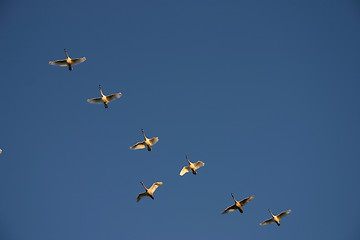 Image showing birds