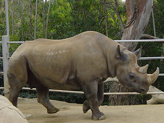 Image showing Rhinoceros At San Diego Zoo