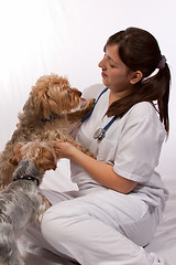 Image showing Young vet with two dogs