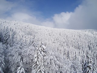 Image showing Winter forest