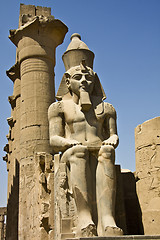 Image showing Luxor temple