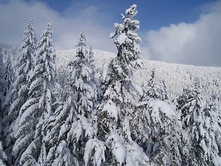 Image showing winter forest