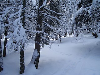 Image showing White forest