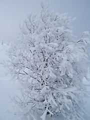 Image showing Frozen tree