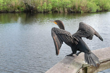 Image showing Take Off, Everglades, Florida, January 2007