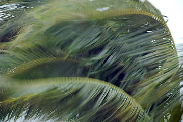 Image showing Palms in the Storm, Islamorada, Florida, January 2007