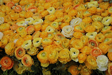 Image showing Flowers in a Market, Miami, Florida, January 2007