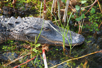 Image showing Sleeping Crocodile, Everglades, Florida