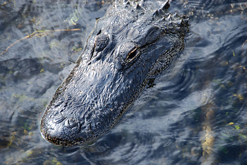 Image showing Sleeping Crocodile, Everglades, Florida