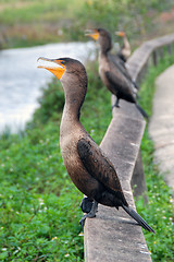 Image showing Birds asking for food, Everglades, Florida, January 2007