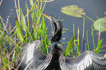 Image showing Worried Bird, Florida, January 2007