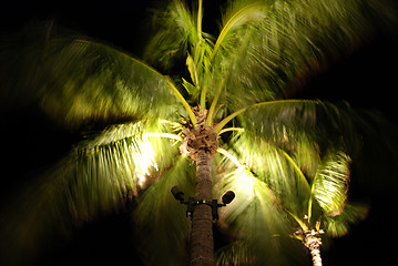 Image showing Palm in the Wind, Islamorada, Florida, January 2007