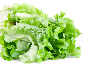 Image showing Close-up of Green Lettuce