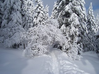 Image showing White forest