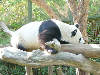 Image showing Panda At San Diego Zoo
