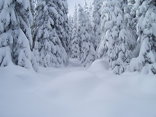 Image showing White trees 2