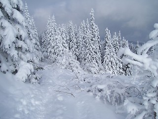 Image showing Winter forest