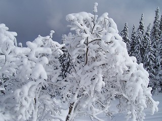 Image showing white trees